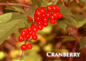 f-cranberry.jpg