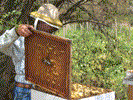 Open lid on Hive